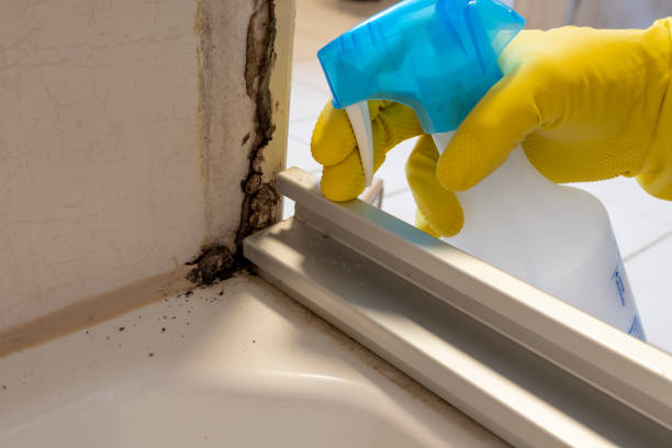 Best Mold Removal Company Near Me  in Bokeelia, FL