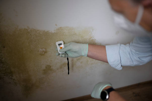 Home Mold Removal in Bokeelia, FL