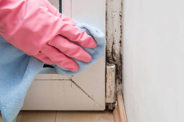 Professional Mold Removal in Bokeelia, FL